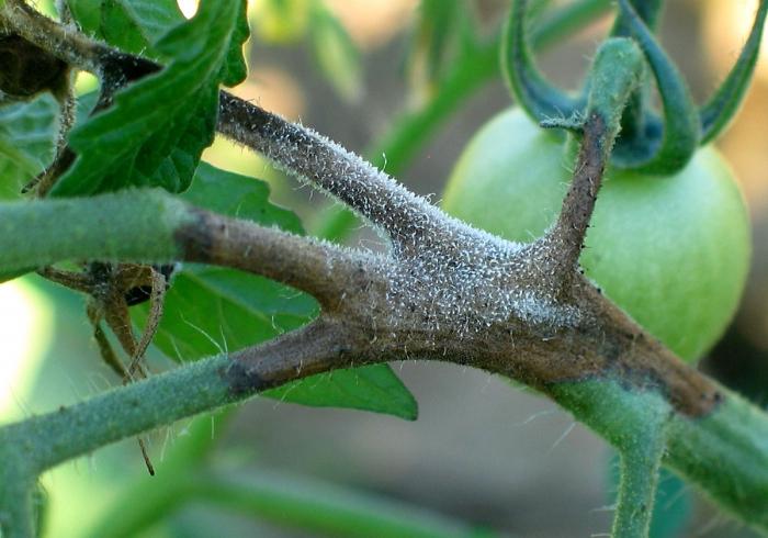 jak zachránit rajčata před phytophthorou