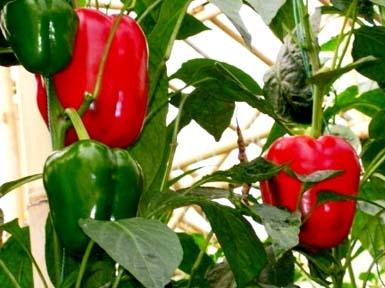 jak pěstovat papriky venku