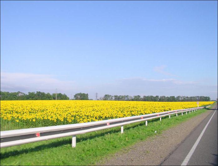 Zemědělství regionu Krasnodar: struktura