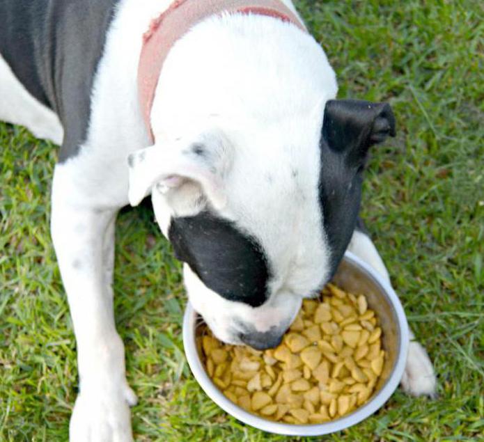 Nejlepším jídlem pro čtyřnohého přítele je krmivo pro psy Pro Plan