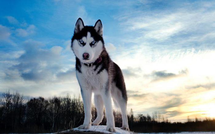 Jak trénovat Husky