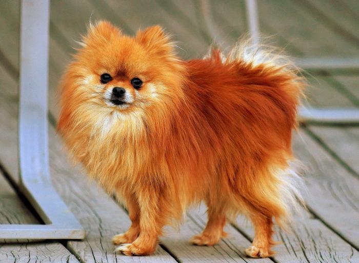 Pomeranian Spitz štěňata