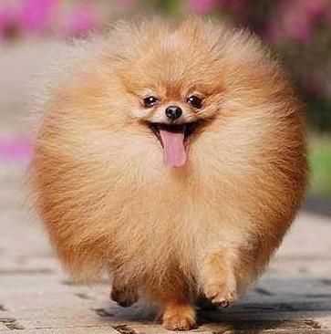 Pomeranian Bear Pomeranian