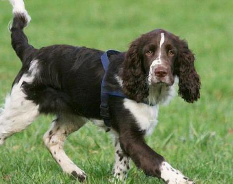 Pes plemeno Springer Spaniel