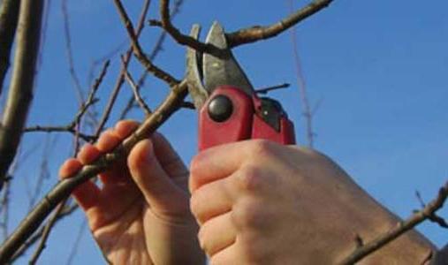 Meruňka - výsadba a péče o ovocný strom