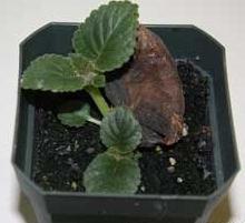 Baby gloxinia z listu 