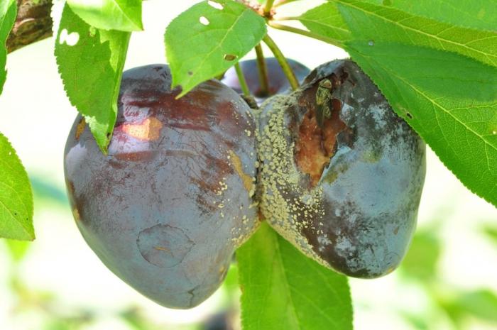 Onemocnění a boje proti nim: pomáhat začínajícímu zahradníkovi