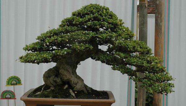 jak pěstovat bonsai