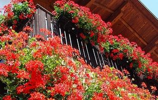 Květiny na balkonách: rada profesionálů