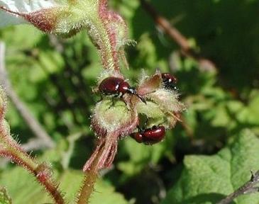 Weevil na třešni, jak bojovat