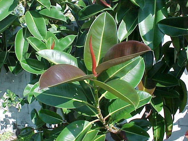 ficus robusta