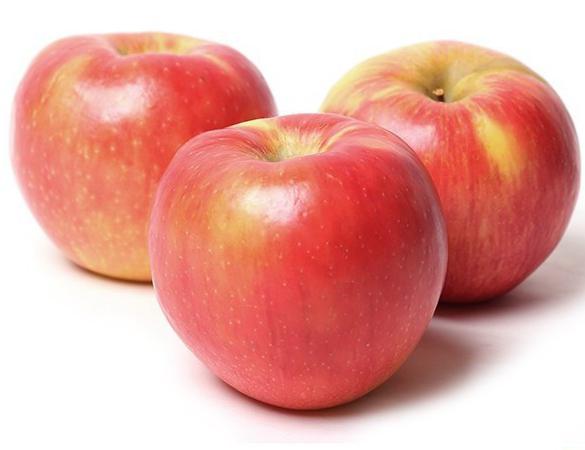 Honey Crisp, jabloň v zimě: popis odrůdy