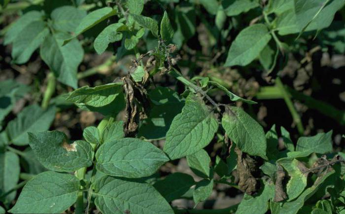 než zpracovat půdu po phytophthora bramboru