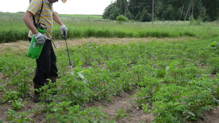 brambory jsou infikovány phytophthorou 