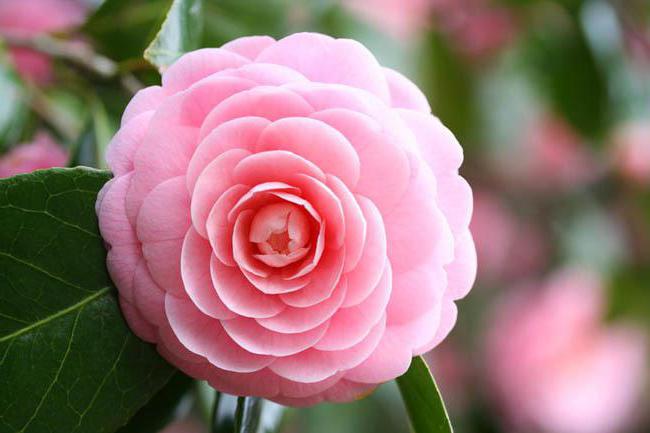 camellia chinese