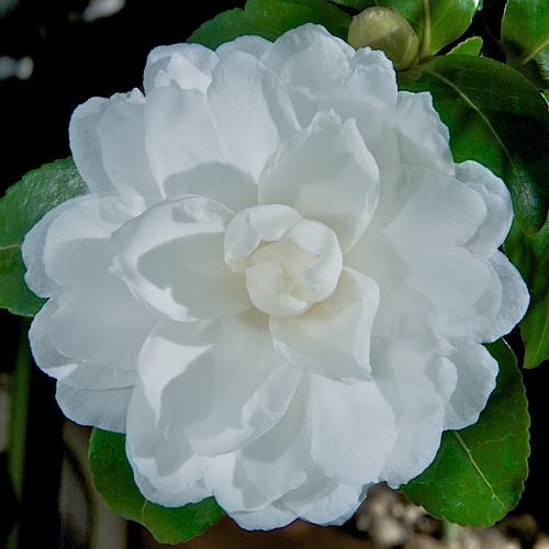 camellia japonština