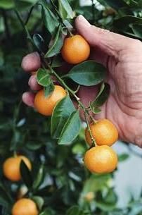 Kumquat: roste doma