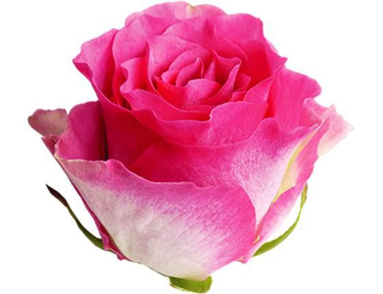 Malibu - růže plná něhy a kouzla
