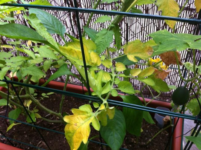Proč listy semenáčků rajčat změní na žlutou?