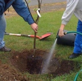 Práce na pozemku: jak na jar plantovat jabloň