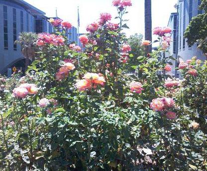 Rose Grandiflora: popis, nejoblíbenější odrůdy