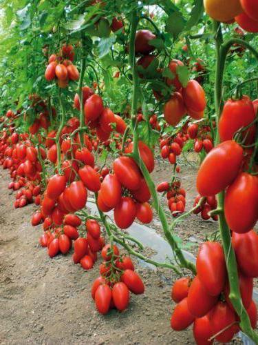 Tomato San Marzano: popis