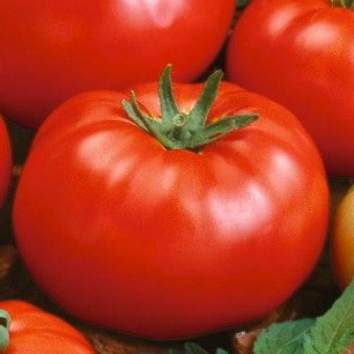 Tomato Thick Jack: Popis odrůdy