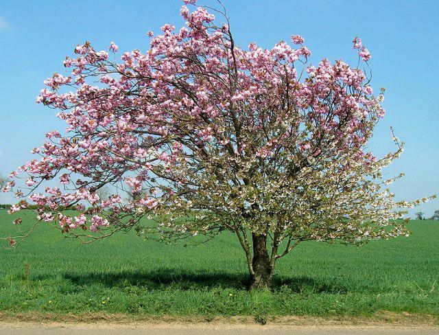 Odrůda jablečný strom Mantet