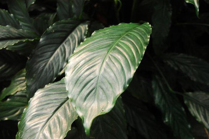 Spathiphyllum: znamení a pověry