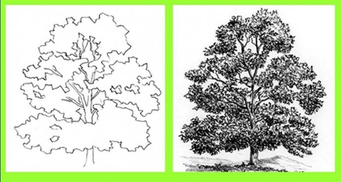 Jak nakreslit strom: mistrovské třídy pro každou chuť