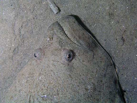 asijské halibut obrázky