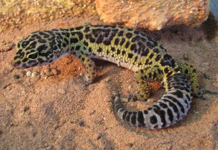 gecko spotty euplatform