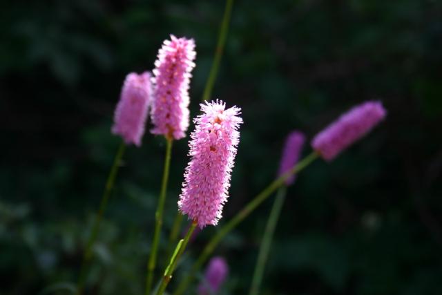 Highlandský had (Poligonum bistorta L.)