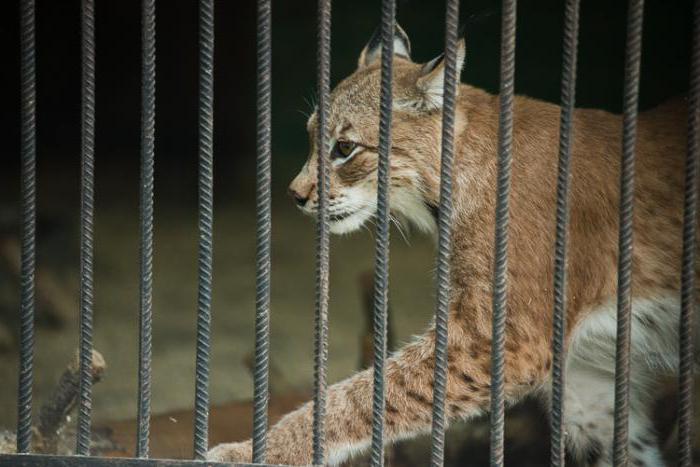 Ivanovo Zoo: historie, popis a fotografie