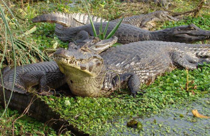 Cayman je zástupcem rodiny aligátorů. Fotografie a popis