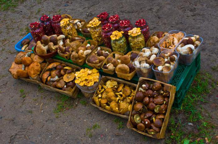 Jak si vybrat houby: jedlé a nepoživatelné v oblasti Charkov