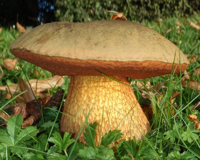 Které houby na řezu změní modrou barvu: pomohou sběrači hub