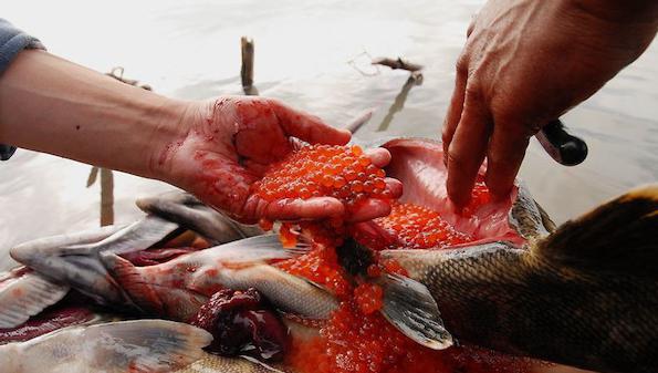 Kamchatka: povaha regionu, flóra a fauna, zajímavé fakty