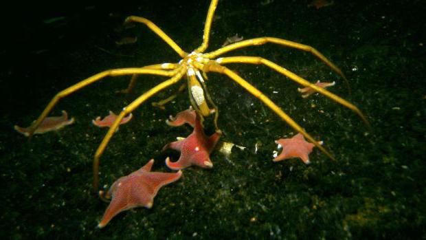 Sea Spider - tajemný obyvatel hlubin