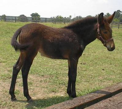 hodnota mule