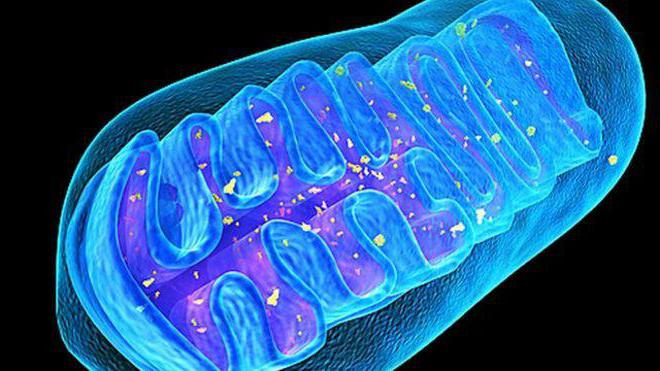 Molekulární biologie je věda, která zkoumá úlohu mitochondrií v metabolismu