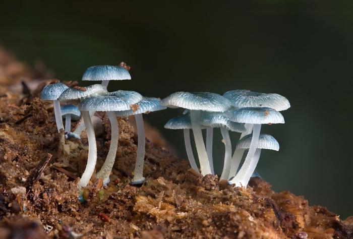 Zajímavá biologie. Proč jsou houby a bakterie zvané torpédoborce?