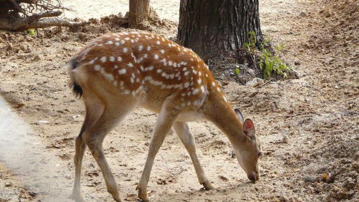 Městská zoo Kostroma a kontaktní zoo v Kostromě: jaký je rozdíl? Popis, fotky a recenze