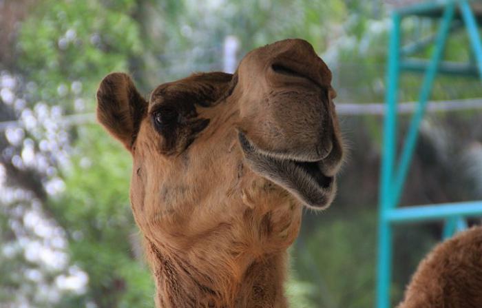 Zoo "Madagaskar" (Nizhny Novgorod): rysy a obyvatelé