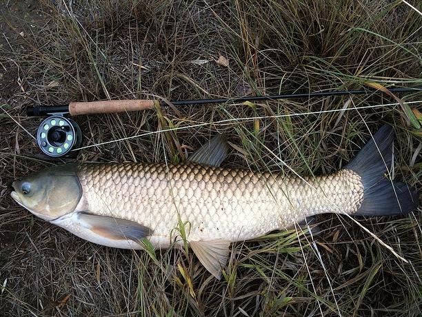 Chytání bílé cupid na rákosí a dalších přílohách