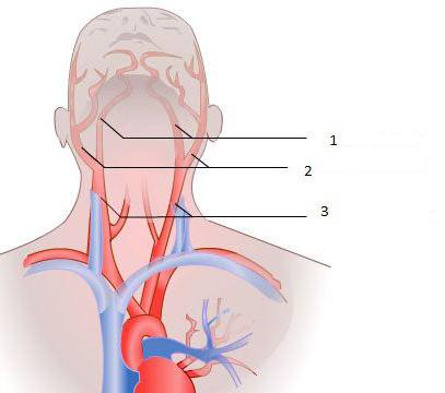 společná karotidová arterie