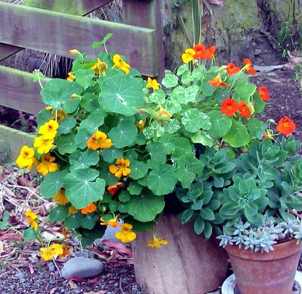 Nasturtium květiny: aplikace, užitečné vlastnosti, fotografie