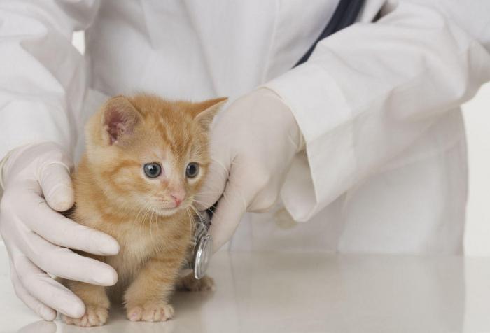 Irkutsk: veterinární klinika a recenze o ní