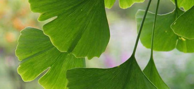 ginkgo biloba