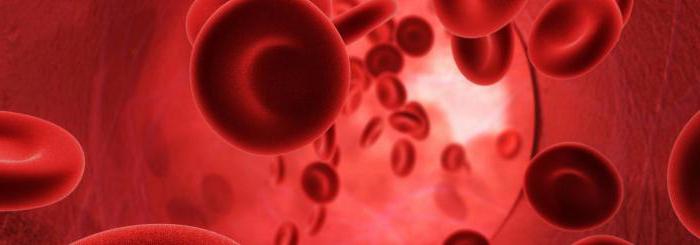 krevní oběh tkáňové tekutiny a lymfy